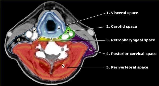 Các khoang được xác định bởi mạc cổ sâu
