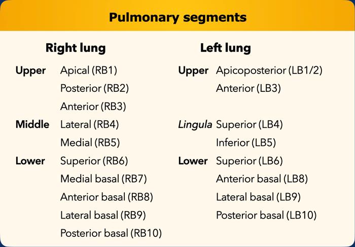 Danh sách tất cả các phân thùy phổi. Trong ngoặc là số thứ tự theo phân loại Boyden, thường được các phẫu thuật viên và bác sĩ hô hấp sử dụng. Lưu ý rằng phân thùy 7 không có ở phổi trái.