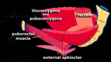Schematic lateral view on the levator ani and external sphincter ani muscles